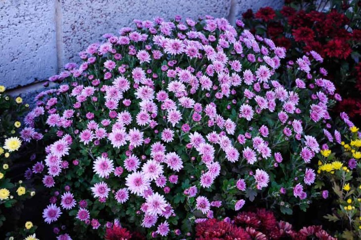 Хризантема кустовая (Chrysanthemum),купить хризантемы ...