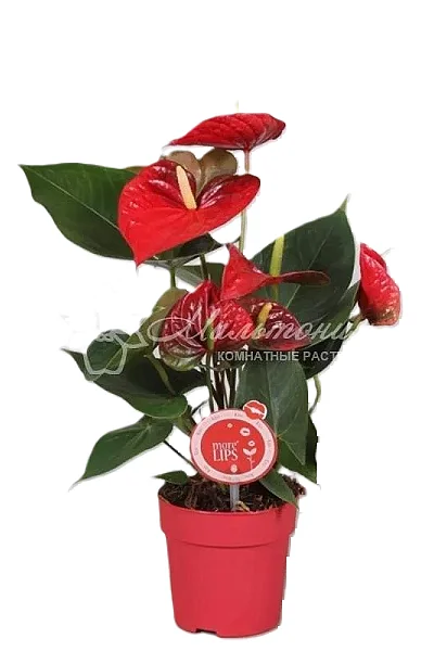 Anthurium Hot Lips (отцвел)