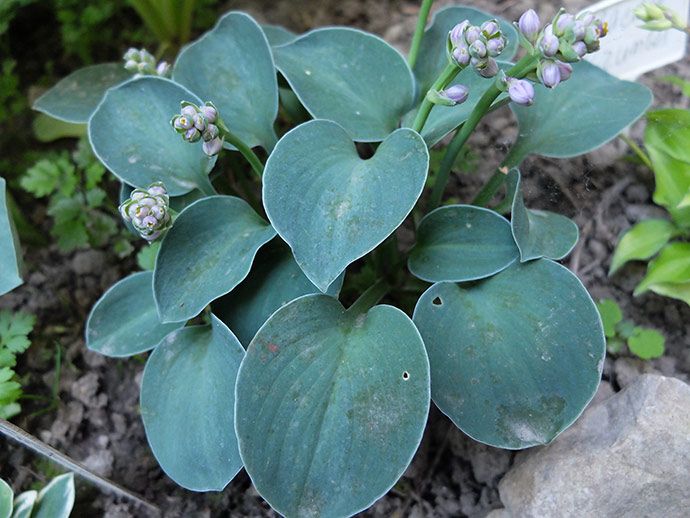 Hosta Blue Mouse Ears — Хоста Голубые ...