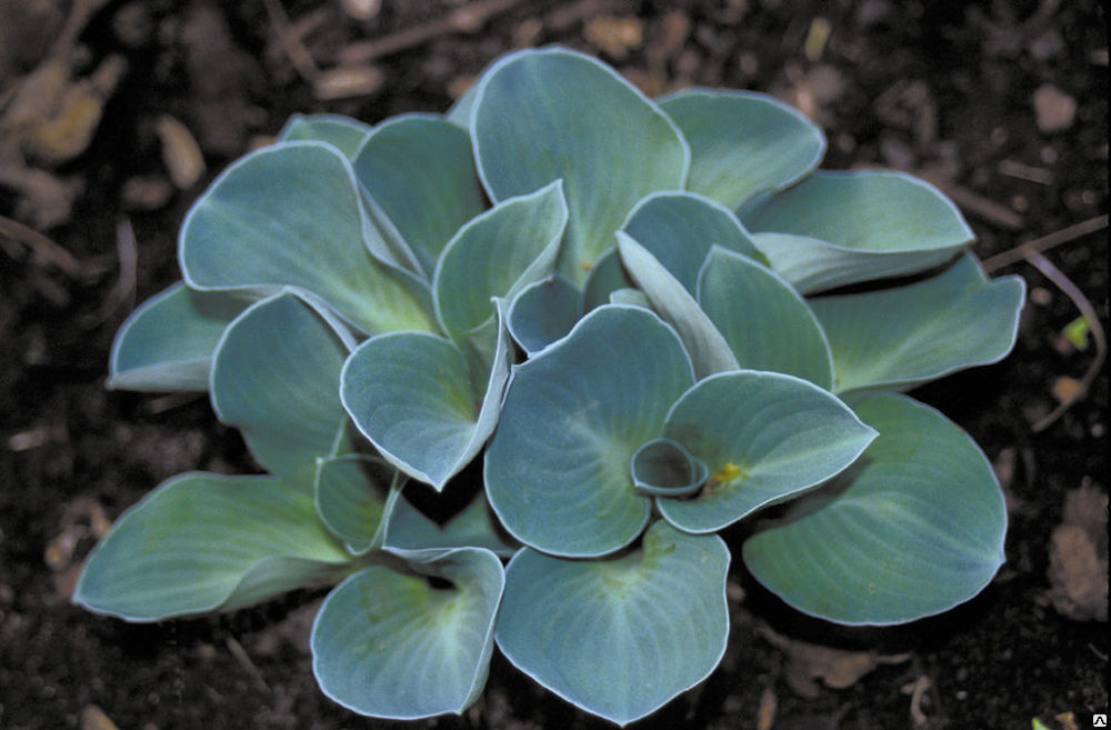 Файл:Hosta 'Blue Mouse Ears'.JPG ...