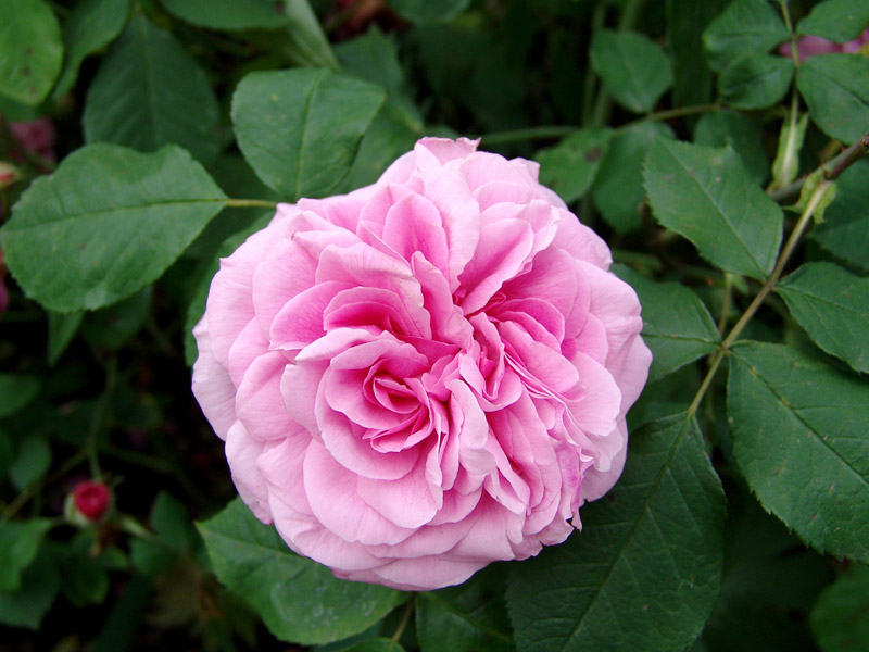 The Rose Garden in Hyde Park | The Royal Parks