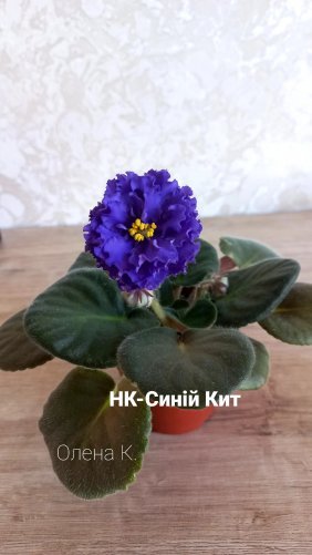 Сортовые фиалки купить в Шебекино | Товары для дома и дачи ...