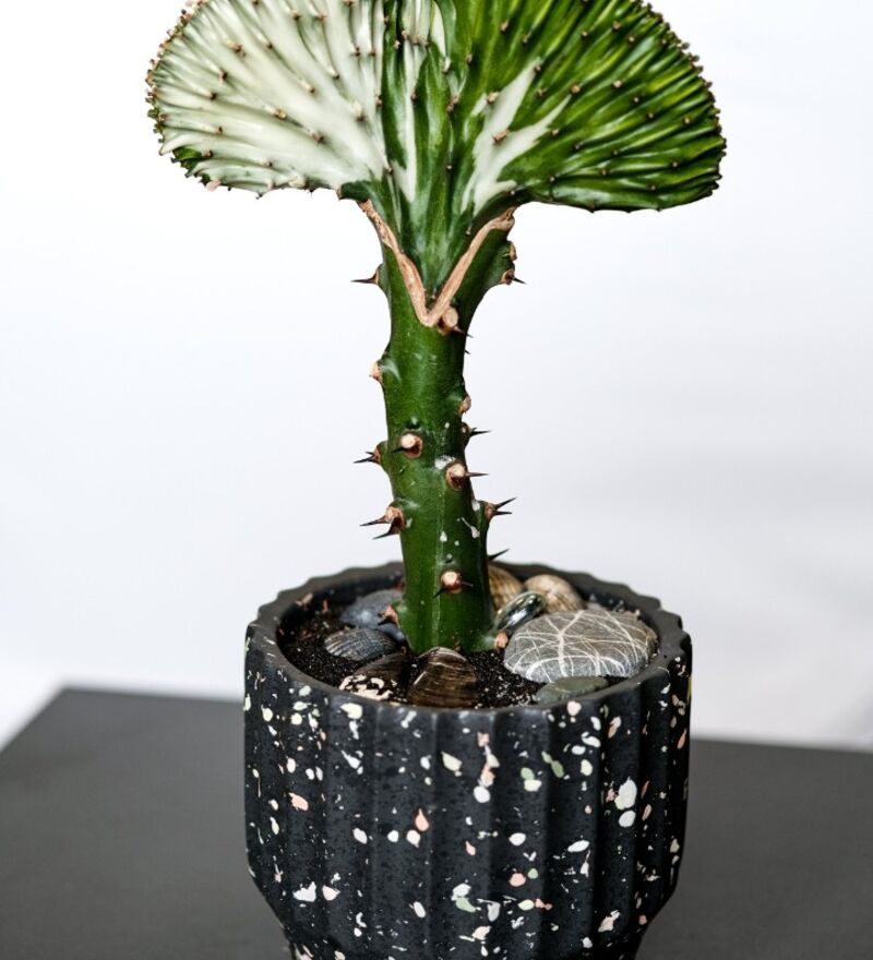 Euphorbia lactea f cristata 35 ...