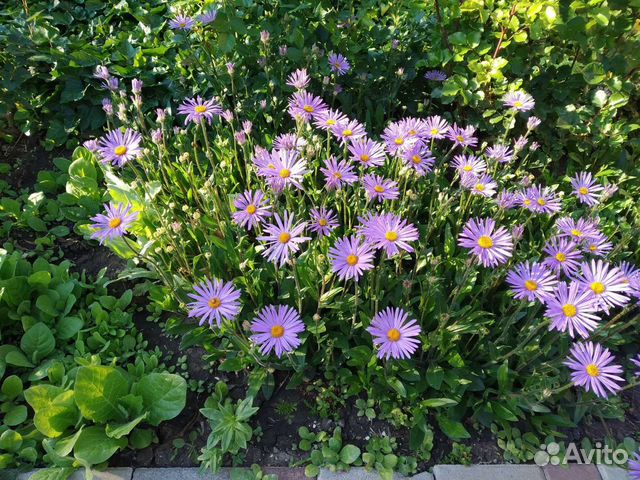 Леукантемелла (Leucanthemella serotina ...