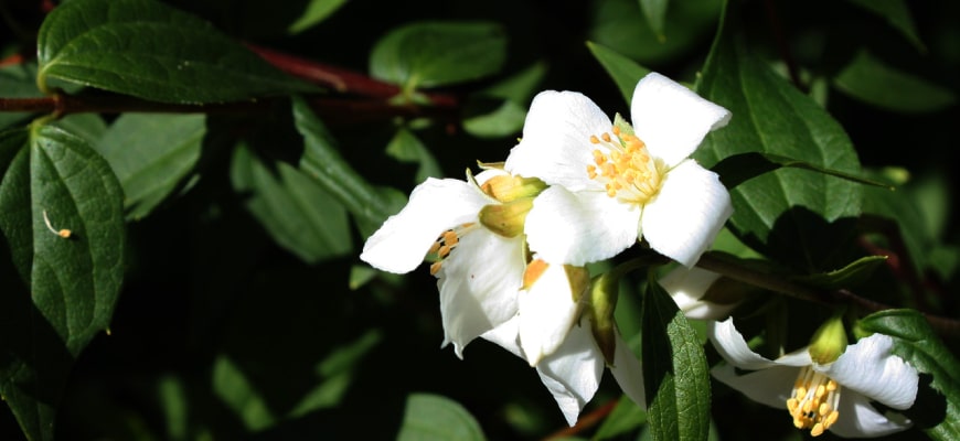 Jasmine Flower PNGs for Free Download