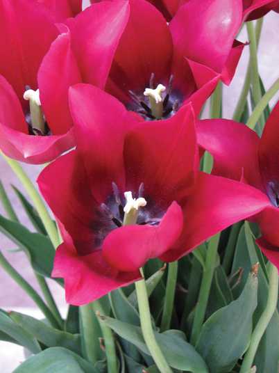 Lily-Flowered Tulip 'Merlot' - Bulb ...