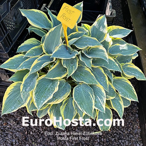 Hosta 'First Frost' - PictureThis