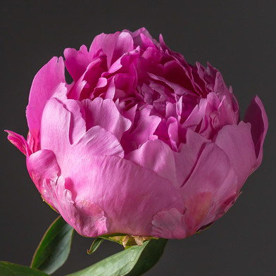 Пион молочноцветковый Александр Флеминг (Paeonia lactiflora ...