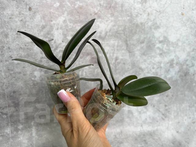 Орхидея Phal. (Tying Shin Cupid x Sogo Lawrence) бабочка ...