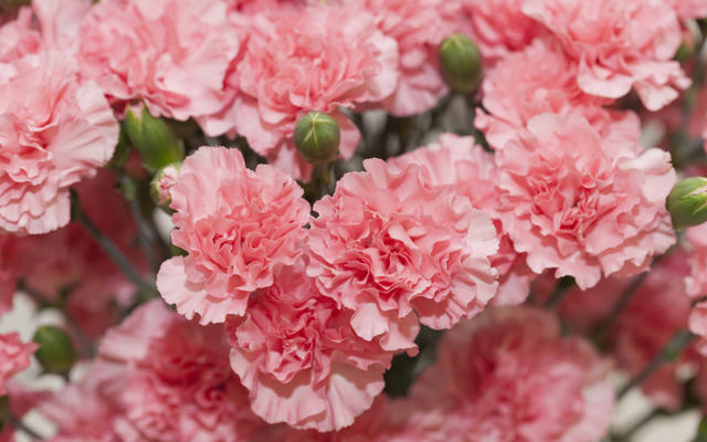 Dianthus repens - Image of an specimen - Plantarium