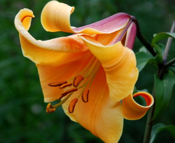 Lilium - Trumpet Lily African Queen