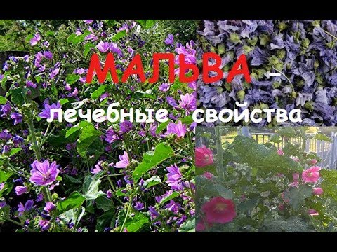 Сушеные цветки Мальвы