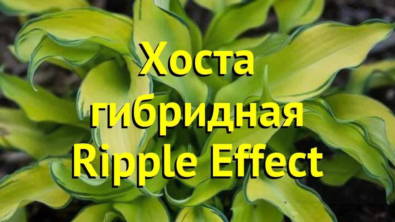 Коллекционные хосты. Gravity Rocks и Ripple Effect - YouTube