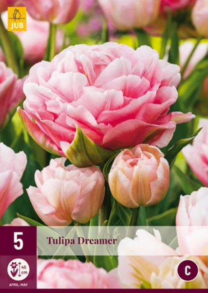 Tulpe 'Dreamer' - BIO | Shop Staudengärten Bornhöved