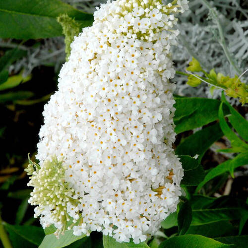 Butterfly Candy Little White ...