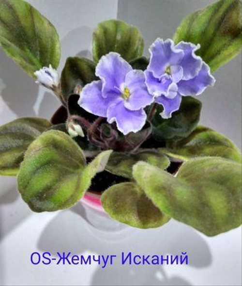 РС-Гренландия (С.Репкина) - VIOLETVIOL PLANTS COLLECTION