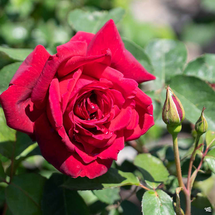 File:Rosa Oklahoma 2zz.jpg - Wikimedia Commons