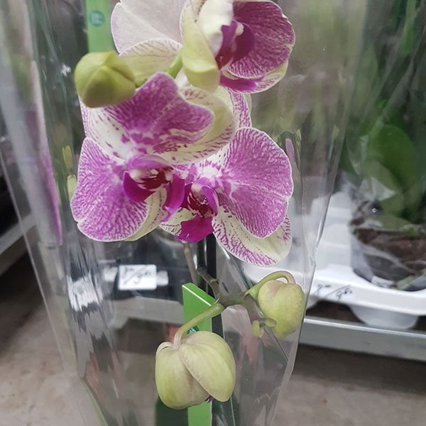 Орхидея Phal. KV Beauty 1,7 - купить ...