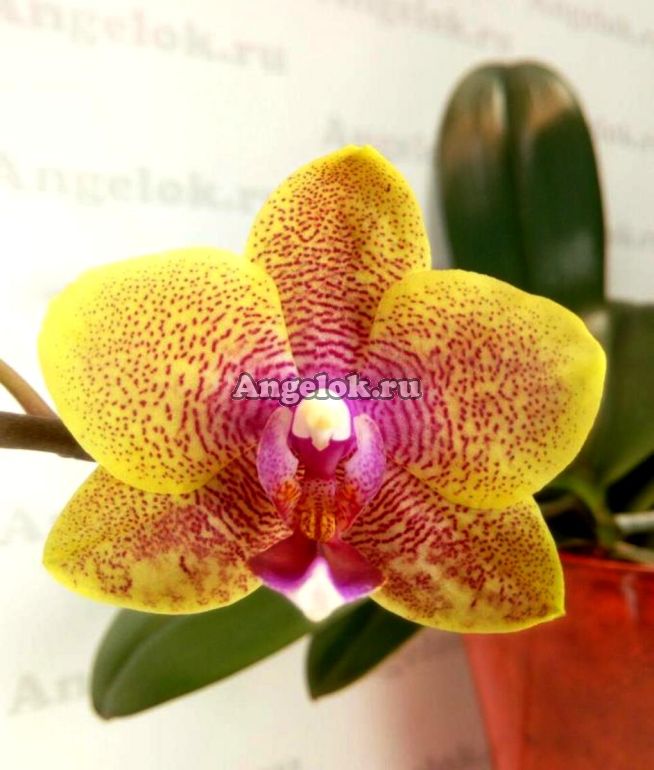 Орхидея Phal. Sogo Relex 1661 × Sogo Lawrence - купить ...