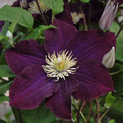 Клематис Варшавска Никэ (Clematis Warszawska Nike) | отзывы