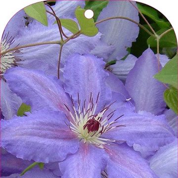 Clematis lucky charm... stock photo by Hanneke Reijbroek ...