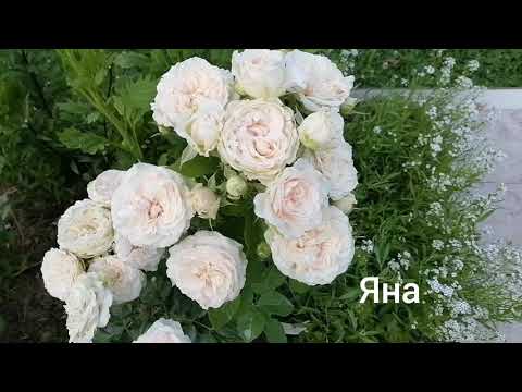 Розы Яна - ООО 