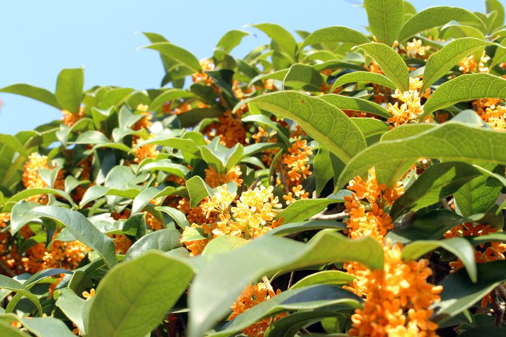 Купить Искусственная ветка дерева Osmanthus Fragrans ...