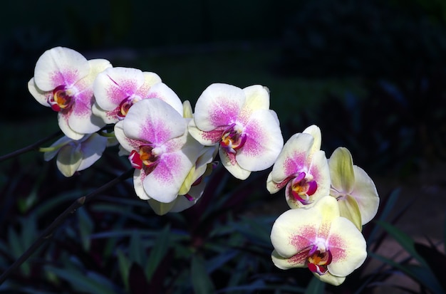 Phalaenopsis Amabilis Или Орхидея Белая Моль В Индонезии ...