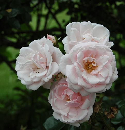 Rose des 4 Vents Delbard (DELroufra ...