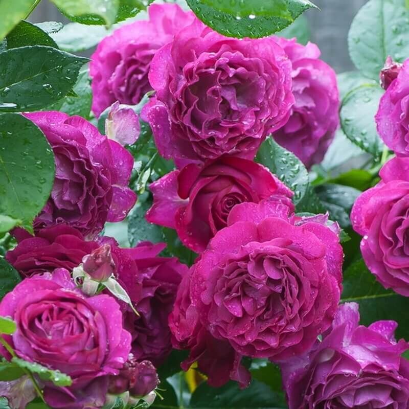 Rosa 'Purple Eden/Ebb Tide', Роза флорибунда 'Перпл Эден/Эбб ...