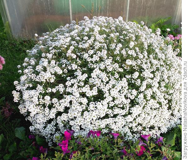 Snow Princess Alyssum | Calloway's Nursery