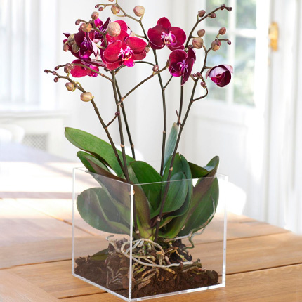 Rare orchids in ...