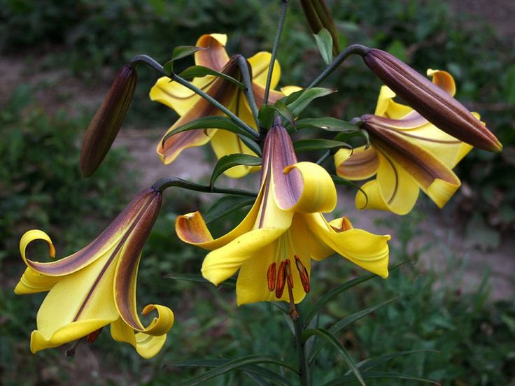 Lilium spec 'Sunny Morning' - GARDENIDEA