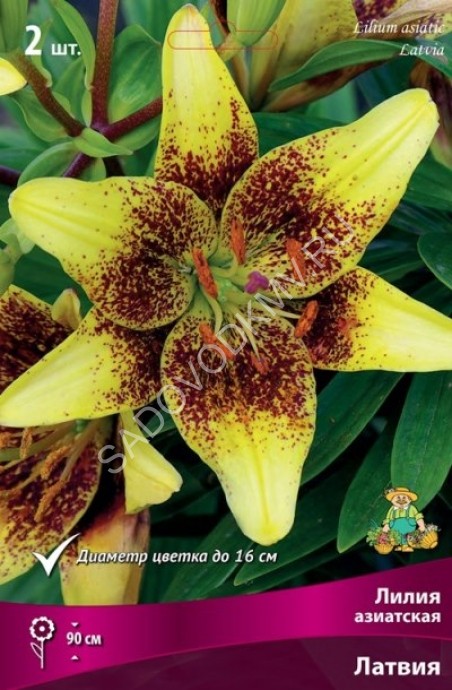 Lilium 'African Queen' | BioLib ...