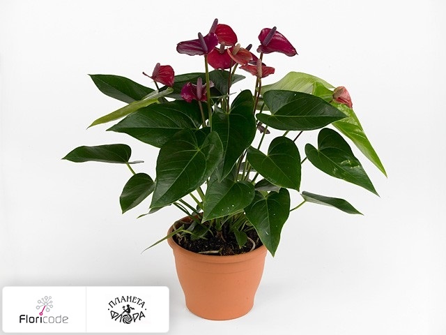 Kina Anthurium Karma Lilla Pris - Køb & Engros Bulk Anthurium ...