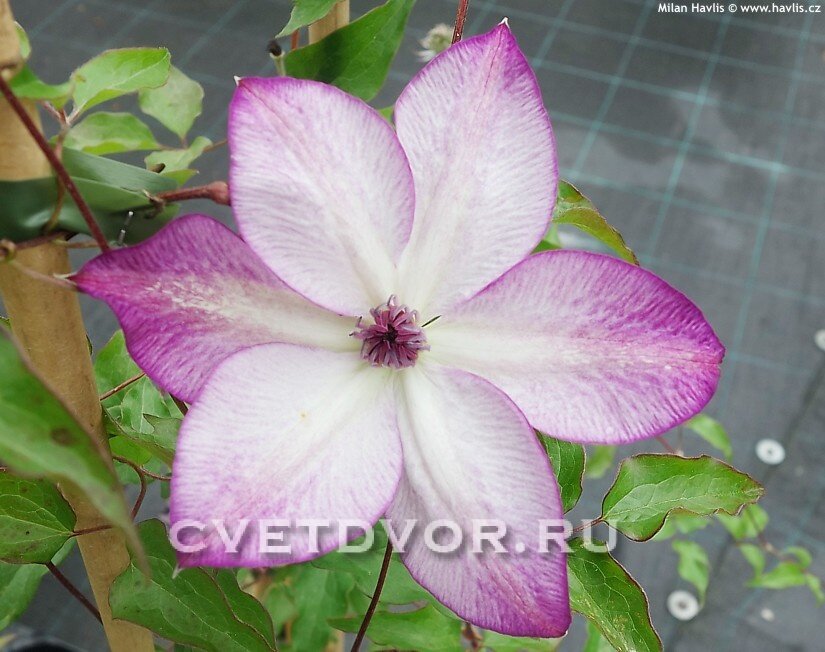 2L Клематис гибридный Сноу Сторм Clematis hybriden Snow Storm ...