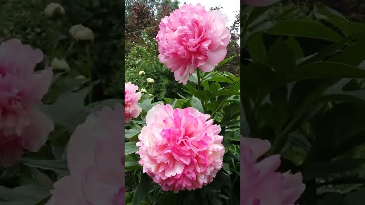 Paeonia 'Catharina Fontijn', Пион 'Катарина Фонтейн'