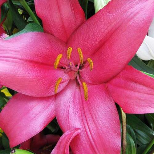 Lily (Lilium Lily Looks™ Tiny Diamond) in the Lilies Database ...