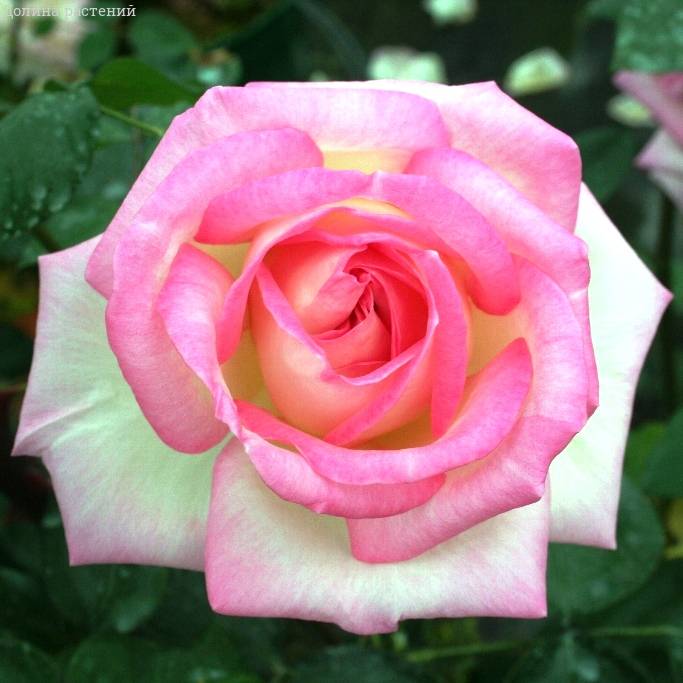 Rosa Hybrid Tea ...