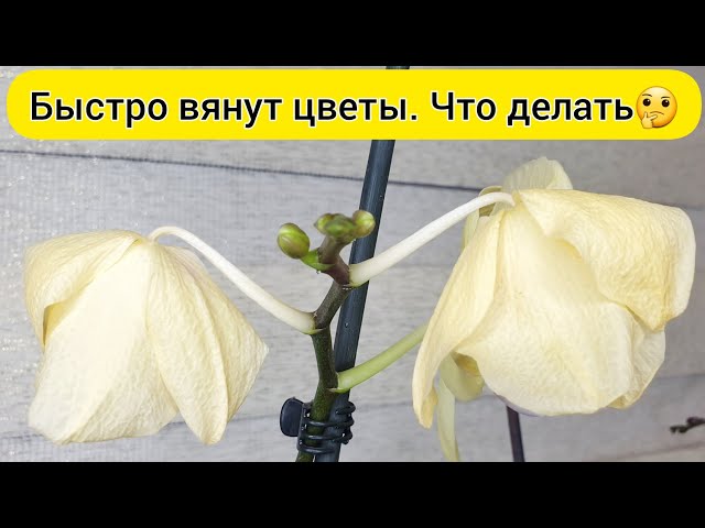 Чёрный Лукич - Завял цветок: аккорды ...