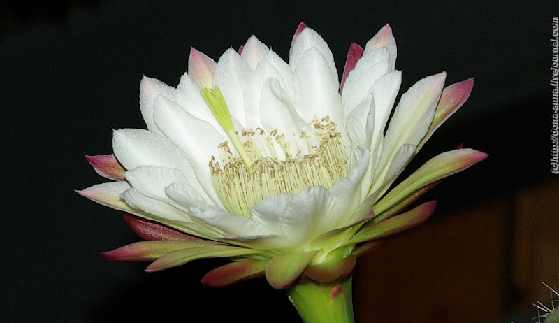 Cereus jamacaru DC., Цереус ямакару ...