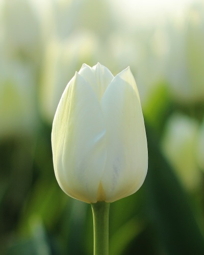 Novi Sun tulp - Stengs en Leijten - Tulpen Telers