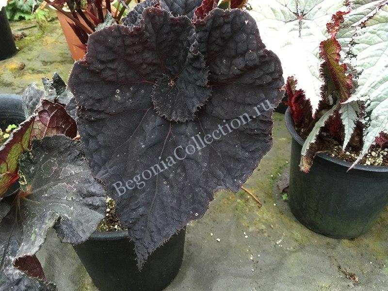 Begonia Black Fang Care