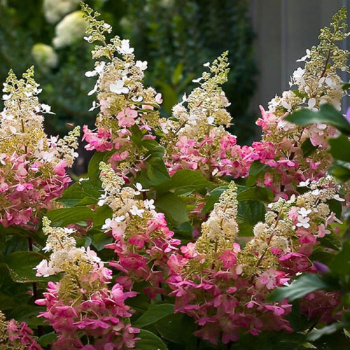 Гортензия метельчатая Пинки Промис (Hydrangea paniculata ...