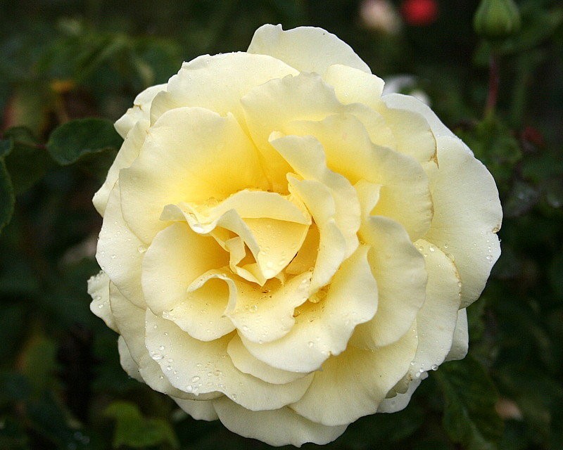 Rosa 'Elina' Hybrid tea group | BBC Gardeners World Magazine