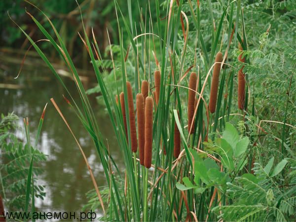 Рогоз (Typha) узколистный - купить с доставкой по Украине ...