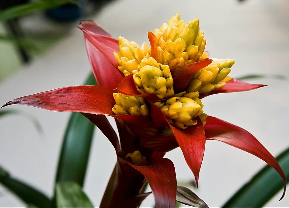 Guzmania 9 cm pot Tinto purple (Гузмания)