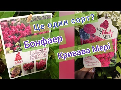 Hydrangea paniculata Fire Light-Гортензия метельчатая Фэа ...