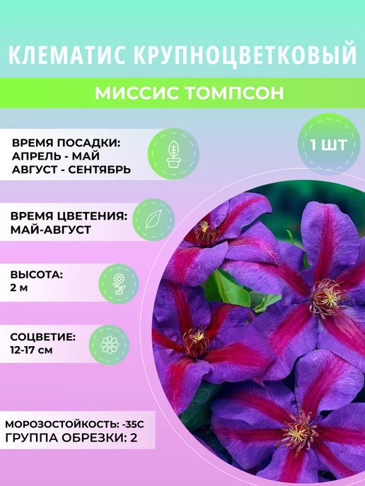 Клематис Mrs N. Thompson Миссис Томпсон в горшке 2,1 л ...