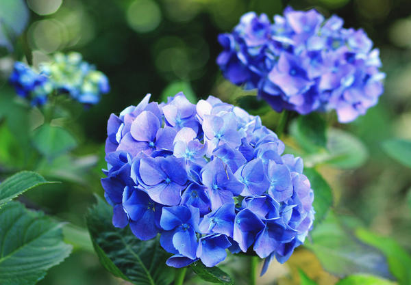 Hydrangea paniculata ...